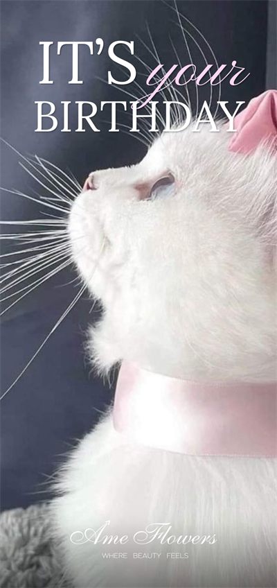 Birthday cat