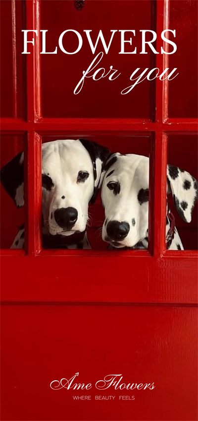 Dalmatians
