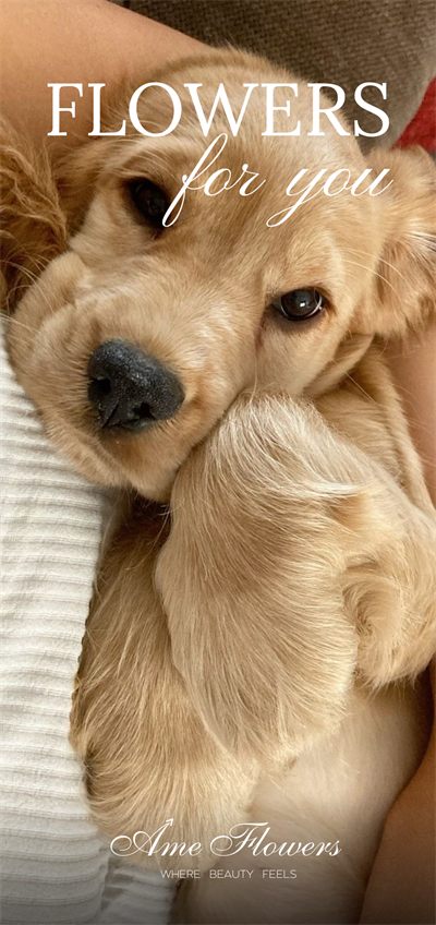 Puppy